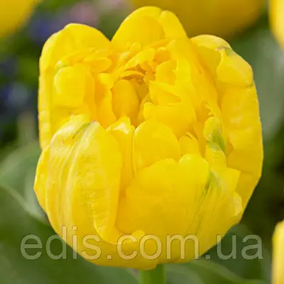 Тюльпан махровий Yellow Baby (Єллоу Бебі) 3 цибулинки