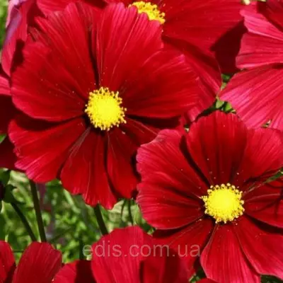 Космея Низькоросла Яскраво-червона 0,15 г, насіння Яскрава
