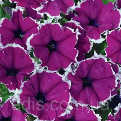 Петунія крупноквіткова Пікоті суміш 15-20 сем ТМ Яскрава