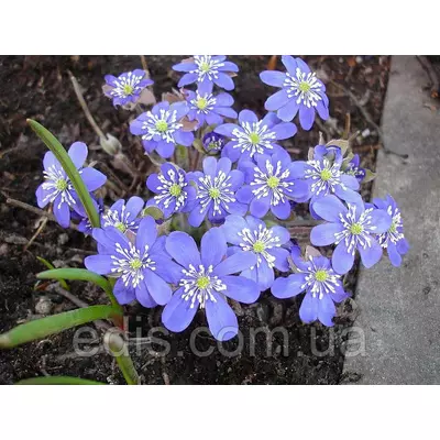 Печіночниця благородна (переліска)