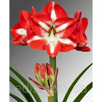 Гіппеаструм простий Stargazer (Старгейзер) 1 цибулина 24/26