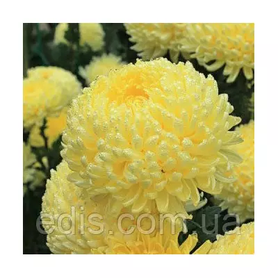 Айстра карликова Ксантіпа 0,3 г насіння Яскрава