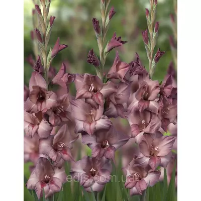 Гладіолус Smokey 3 шт./уп., великоквітковий