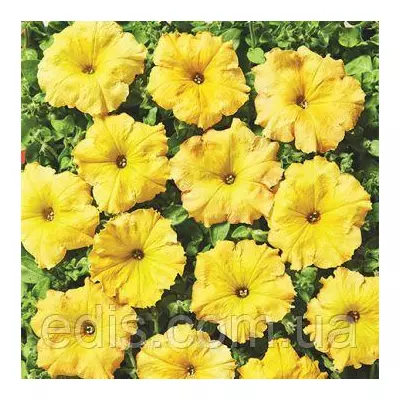 Петунія ампельна Лавина Жовтий каприз F1 10 насінин-драже, серія PREMIUM ТМ Яскрава
