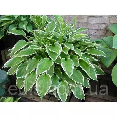 Хоста Undulata Albomarginata (Альбомарджината) кореневище