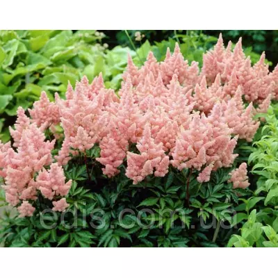 Астільба Sister Theresa (Сестра Тереза) в контейнері