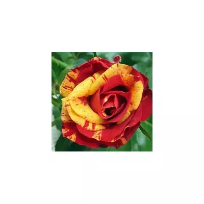 Троянда спрей Флеш Фаєр ( Flash Pink )