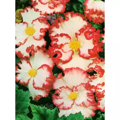 Бегонія бульбова Кріспа Марджината червоно-біла, 1 бульба