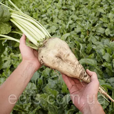 Буряк кормовий Славія 500 г, насіння Яскрава