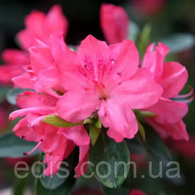 Рододендрон Blaauw's Pink (азалія японська) 3 р.