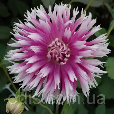 Жоржина Фимбриата Table Dancer