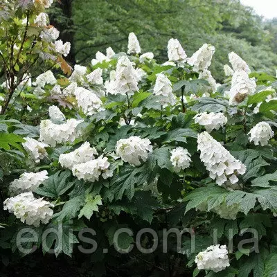 Гортензія Snow Queen (Сноу Куін)