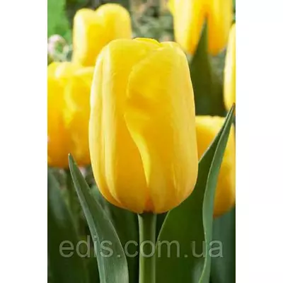 Тюльпан простий пізній Kikomachi (Кікомачі) Низькорослий! 3 цибулинки