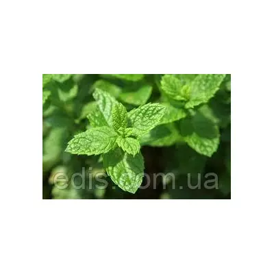 М'ята Спермінт 0,05 г насіння Яскрава