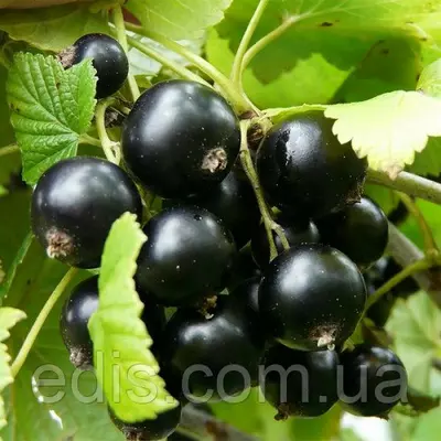 Смородина чорна Казкова (середньопізня)
