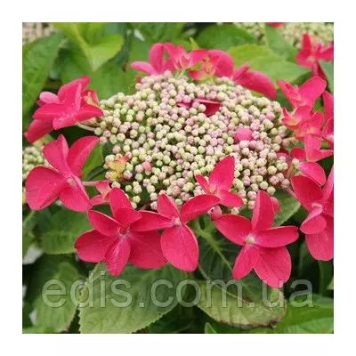 Гортензія Rotkehlchen (Роткелхен)