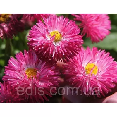 Маргаритка махрова Монтеросса 0,1 г