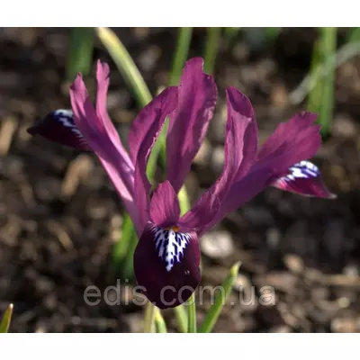 Ірідодіктіум Purple Gem (ірис сітчастий Пурпл Джем) 5 цибулин