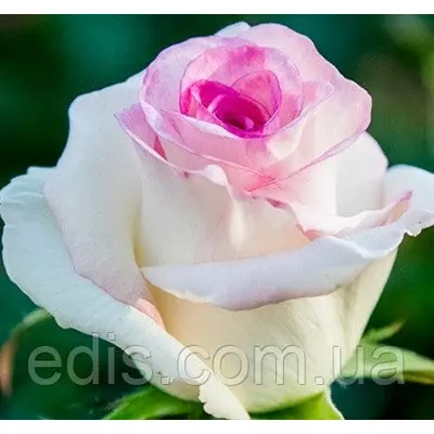 Троянда Дольче Віта нова (Dolce Vita new) чайно-гібридна