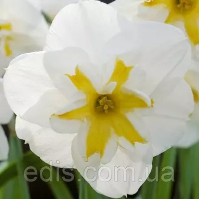 Нарцис розрізнокорончатий Lemon Beauty 10/12 1 цибулина