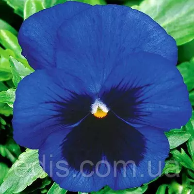 Віола Небесне сяйво 0,1 г, насіння Яскрава