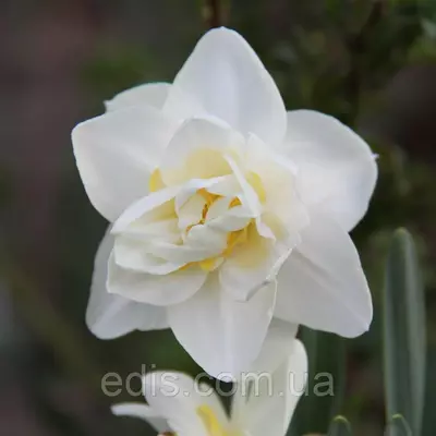 Нарцис махровий White Lion (Уайт Лаен) 12/14 1 цибулина