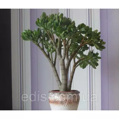 Товстянка (красула) овальна Грошове дерево., кімнатна рослина. h = 40-50 см.