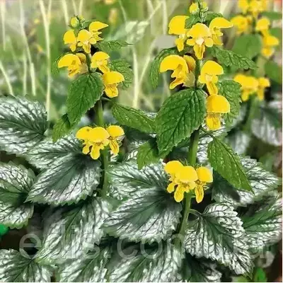 Глуха кропива Florentinum (Флорентінум), саджанець