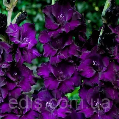 Гладіолус Mombasa 3 шт./уп., великоквітковий