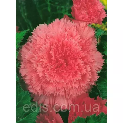 Бегонія бульбова Фимбриата Рожева, 1 бульба