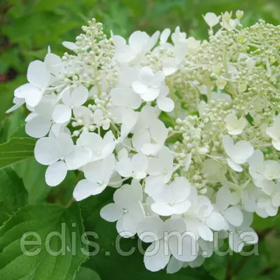 Гортензія волотиста Goliath (Голіаф)