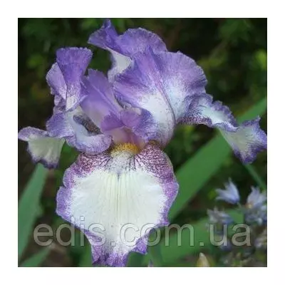 Ірис бородатий Dancers Veil