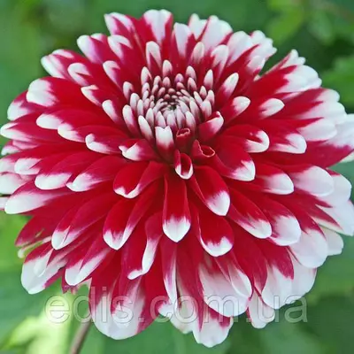 Жоржина низькоросла Little Tiger