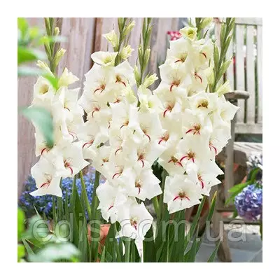 Гладіолус Silverstreak 3 шт./уп., великоквітковий