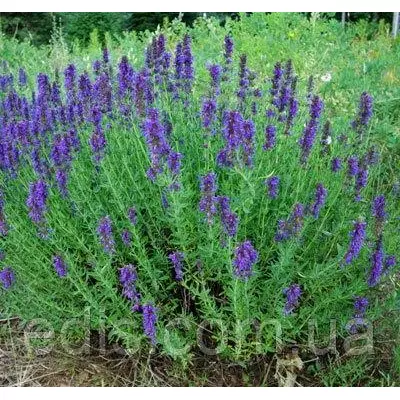 Ісоп аптечний 0,2 г насіння Яскрава