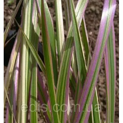 Фалярис Триколор, декоративний злак, саджанець