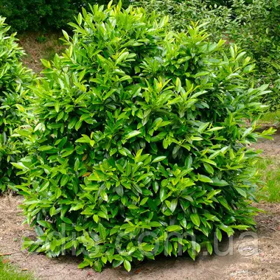 Лавровишня лікарська Herbergii (Хербегий) у контейнері