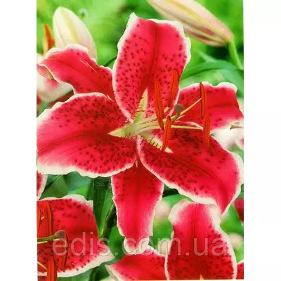 Лілія орієнтальна тигрова Starfighter (Старфаєр) 1 цибулина 12/14