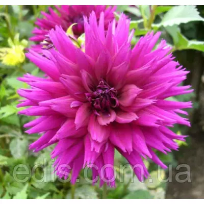 Жоржина фимбриата Ambition