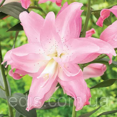 Лілія орієнтальна махрова Lotus Breeze (Лотус Бриз) 1 цибулина 14/16