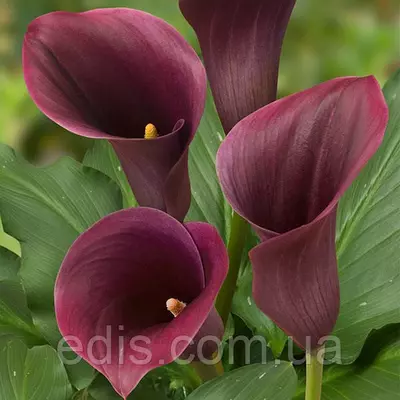 Калла Captain Promise 1 бульба 12/14