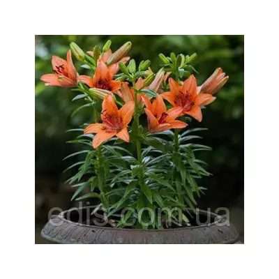 Лілія низькоросла Contagem (Контажі) 1 цибулина 12/14