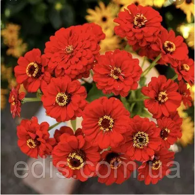 Цинія багатоквіткова Ліліпут червона 0,5 г, насіння Яскрава