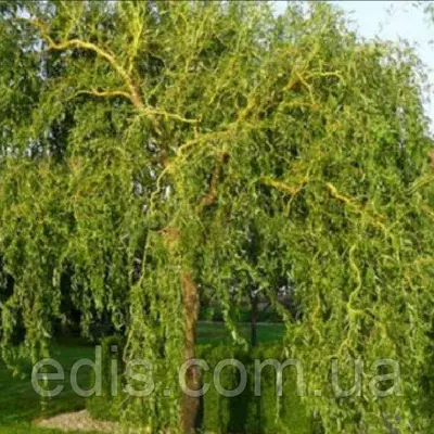 Верба Матсудана