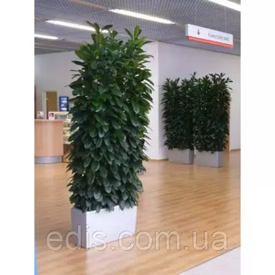 Фікус Бокальчатоприлистниковий (Ф. Циатистипула) Кімнатна рослина h=25-40 див. Ø=P9