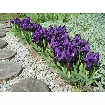 Ірис карликовий супер ранній