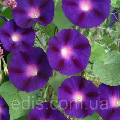 Іпомея Спалах блискавки 1,0 г, насіння Яскрава