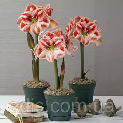 Гіппеаструм простий Popov (Попов) 1 цибулина 24/26