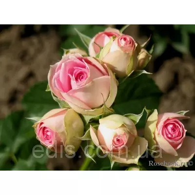 Троянда спрей Біло-рожева Mimi Eden (Мімі Іден)