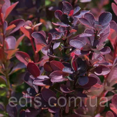 Барбарис Тунберга Helmond Pillar у контейнері